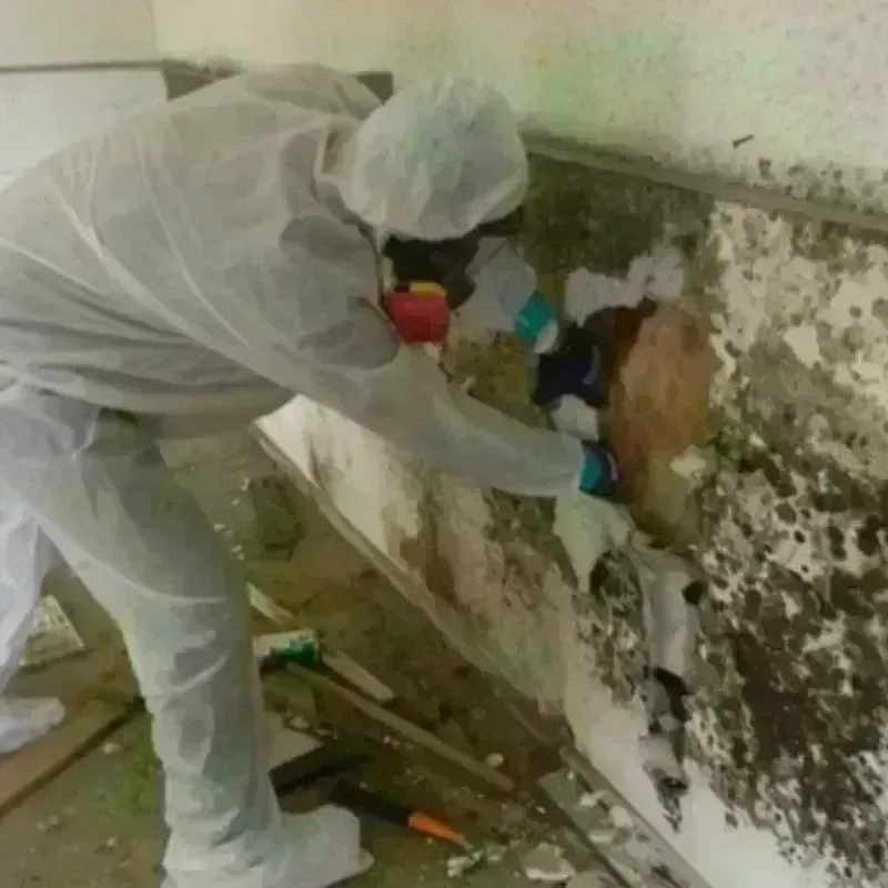 Mold Remediation and Removal in Orleans, MA